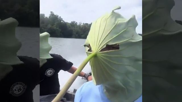 Маска смотреть онлайн