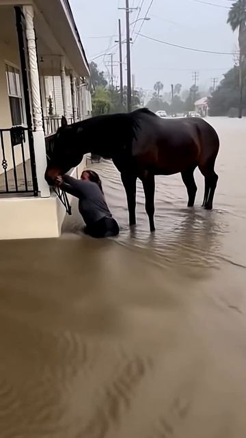 Horse rescues drowning women #horse #horses #usa #viral #trending #shorts #shortvideo #youtubeshorts смотреть онлайн