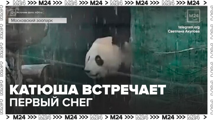 В Московском зоопарке показали, как панда Катюша встретила первый снег - Москва 24 смотреть онлайн