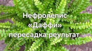 Нефролепис «Даффи» (Nephrolepis cordifolia Duffii)