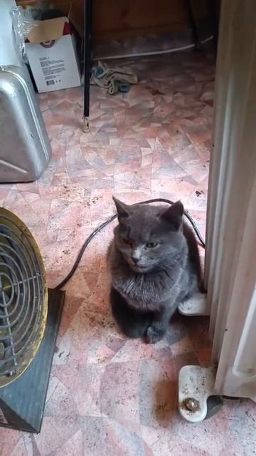 Кошка и обогреватель #Красноярск смотреть онлайн