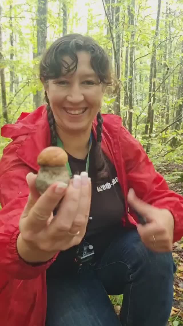 Сбор грибов осенью, грибы со всех сторон, Подосиновики. черная лисичка смотреть онлайн