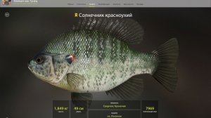 ТРОФЕЙ СОЛНЕЧНИК КРАСНОУХИЙ!!!ОЗЕРО ЛОСИНОЕ - РУССКАЯ РЫБАЛКА 4