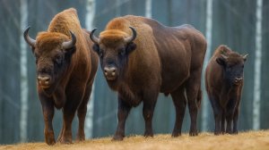 Как животные готовятся к зиме: стратегии выживания диких зверей в позднюю осень