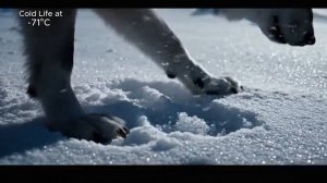 Охота на волков.