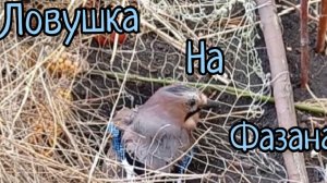 Ловушка на фазана