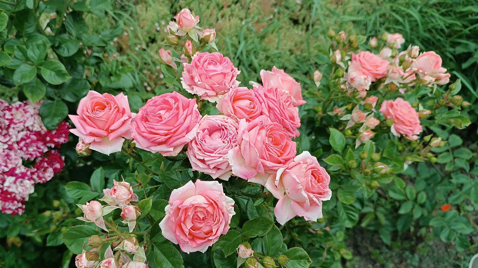 Всё о розе Барбадос (Barbados) смотреть онлайн