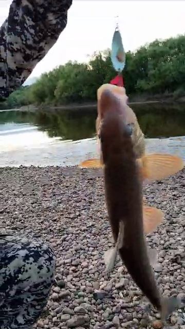 Конек на блесну. Зея. Амурская область смотреть онлайн