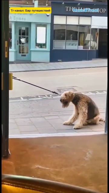 Пёс спалил своего хозяина 😃 смотреть онлайн