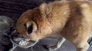 ФИРМЕННАЯ КАША ДЛЯ СПАСЁННОГО АЛАБАЯ/РАЗДАЧА ИГРУШЕК