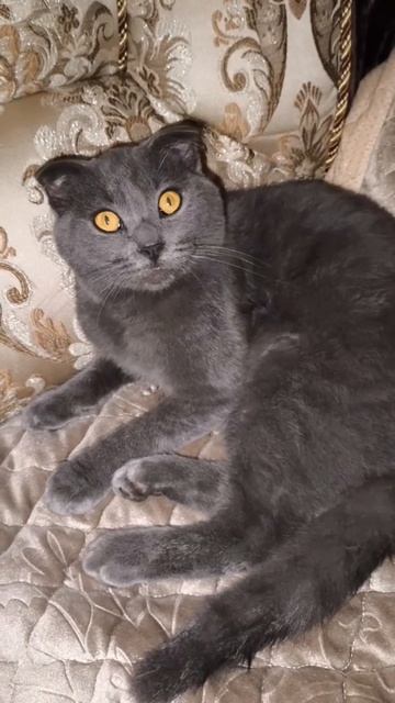 #кот #залетит #рекомендации