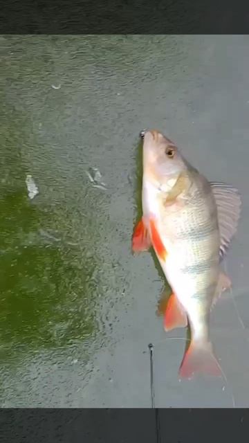 Первый лёд. Первая лунка нового сезона зимней рыбалки!. смотреть онлайн