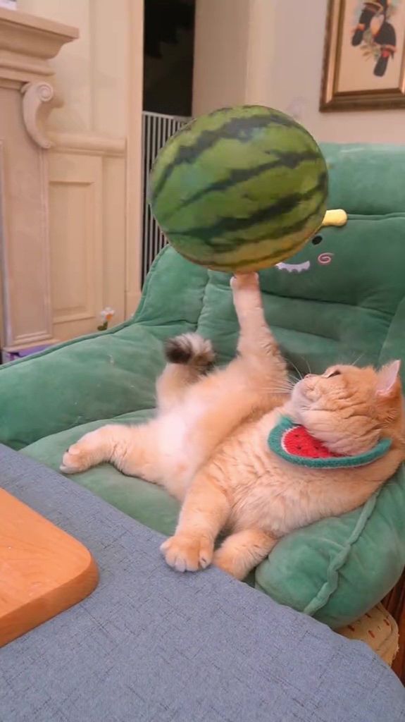 Уникальный кот смотреть онлайн