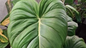 Цветочный разговор + обзорчик15-11-2025