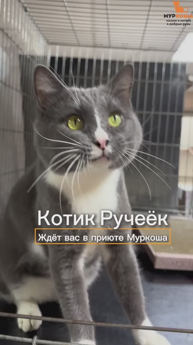 Ручеёк ждёт вас в приюте #Муркоша смотреть онлайн