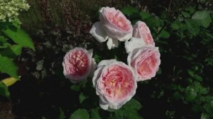 Роза Мэрхензаубер в сезоне 2025