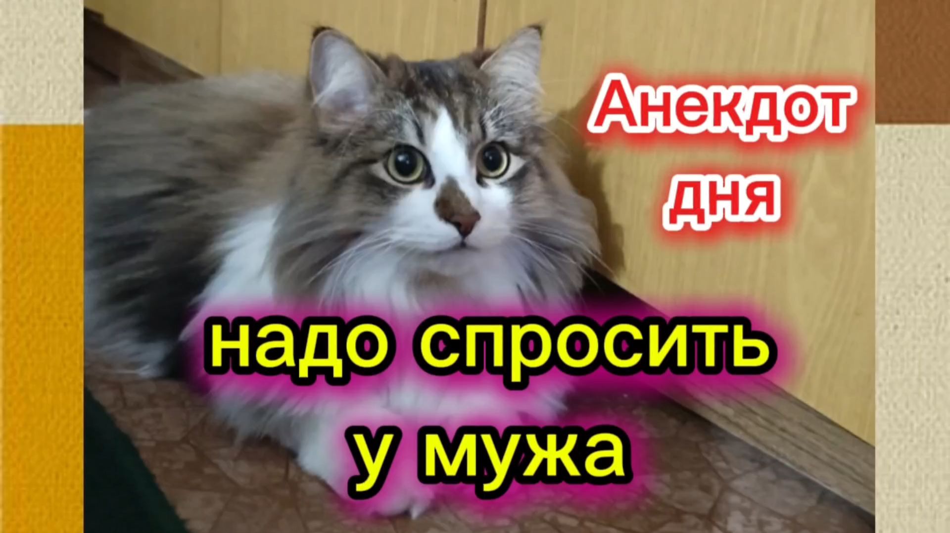 Кошки с озвучкой. смотреть онлайн