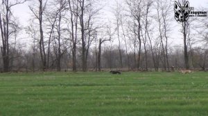 Охота на зайца с борзыми, сезон 2025-2026г (18 часть)