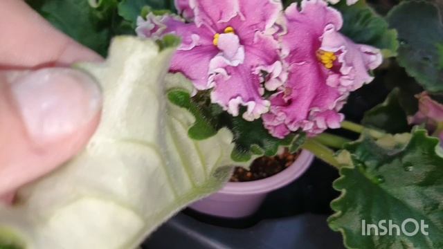 Обзор из цветочного магазина 