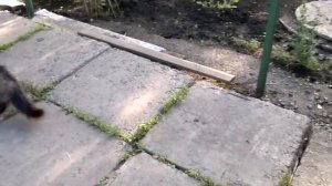 Кошка поймала большую крысу