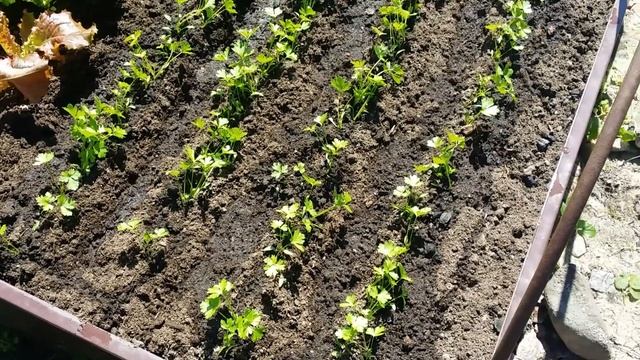 9- Дачный соловей не дает спать😂.Отдых за городом😉 смотреть онлайн