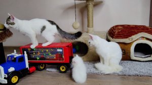 Милые котята и их прекрасная мама-кошка. Прекрасный белый котёнок.