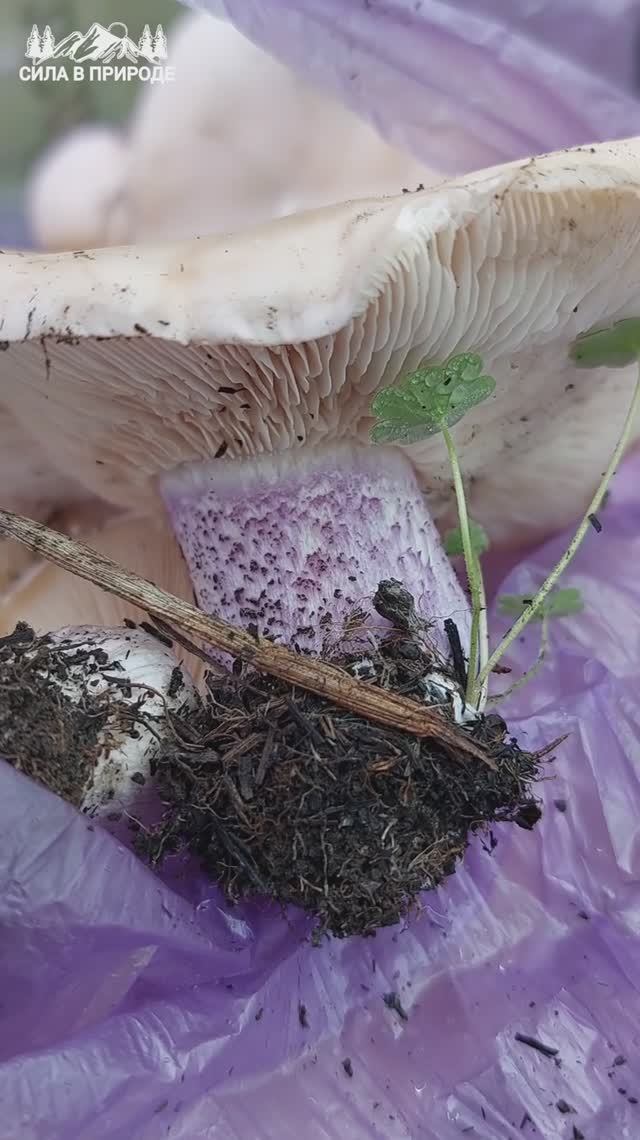 Грибы Рядовка лиловоногая Синеножка в ноябре 2025 смотреть онлайн