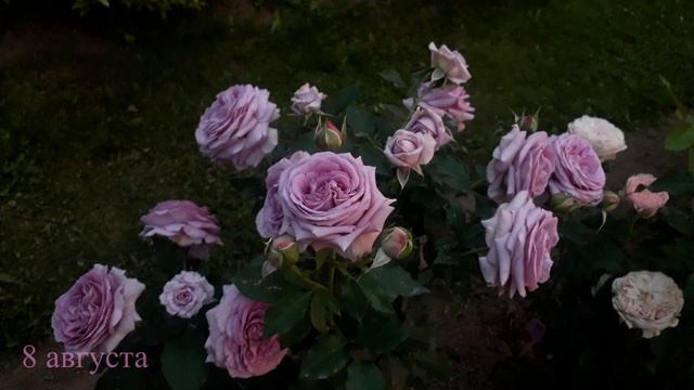 Роза Виолет Прайд. Роза первый год в саду. 2025