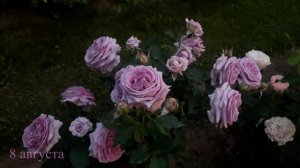Роза Виолет Прайд. Роза первый год в саду. 2025
