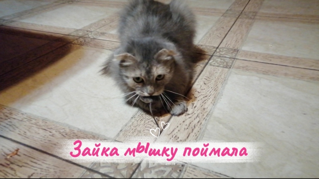 Зайка мышку поймала. У меня 3 кошки, все отличные мышеловки смотреть онлайн