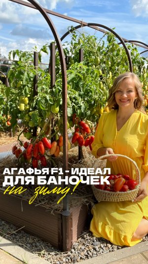 АГАФЬЯ F1 — ТОМАТ, КОТОРЫЙ ЛЮБЯТ ЗАГОТОВЩИКИ 🔥