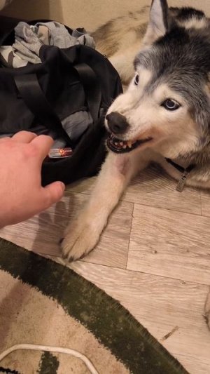 Сумчатые псы на страже фармацевтики