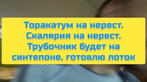 ТОРАКАТУМ НА НЕРЕСТ. СКАЛЯРИЯ НА НЕРЕСТ. ТРУБОЧНИК БУДЕТ НА СИНТЕПОНЕ, ГОТОВЛЮ ЛОТОК