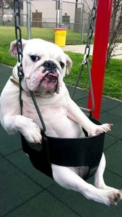 Великолепные псы. смотреть онлайн