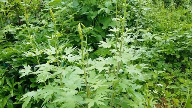 10- Дача..Цветение рододендрона . Украли помидоры)) смотреть онлайн