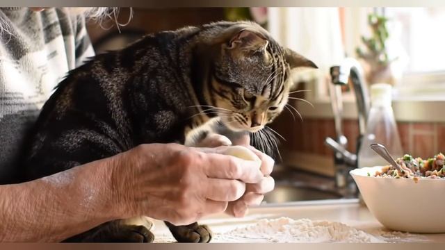Кот в муке, пельмени с усами 🥟 смотреть онлайн