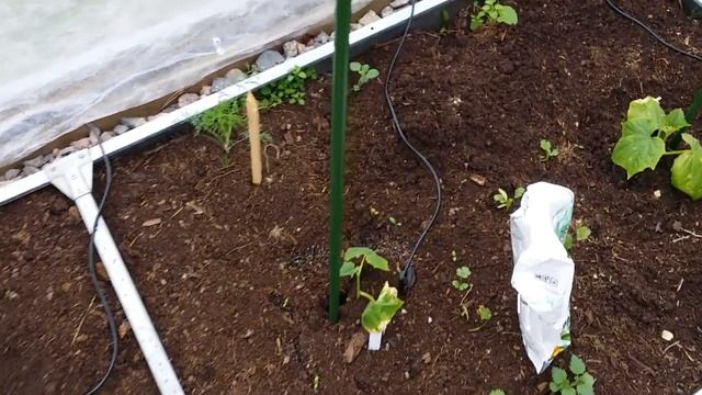 8- Отдыхаем хорошо)))Дача..лето..хорошо)) смотреть онлайн