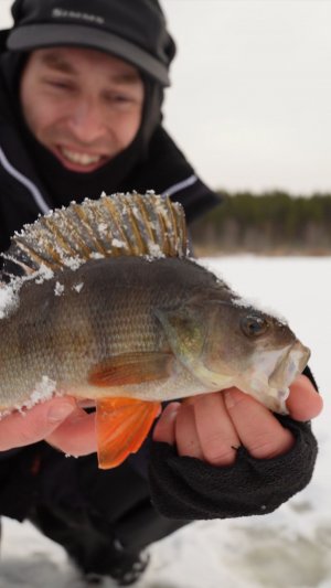 Cеверные окуни на безмотылку