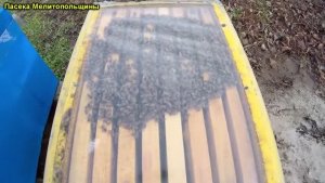 Зимовка пчел -18 мороза улей эппс дно сетка