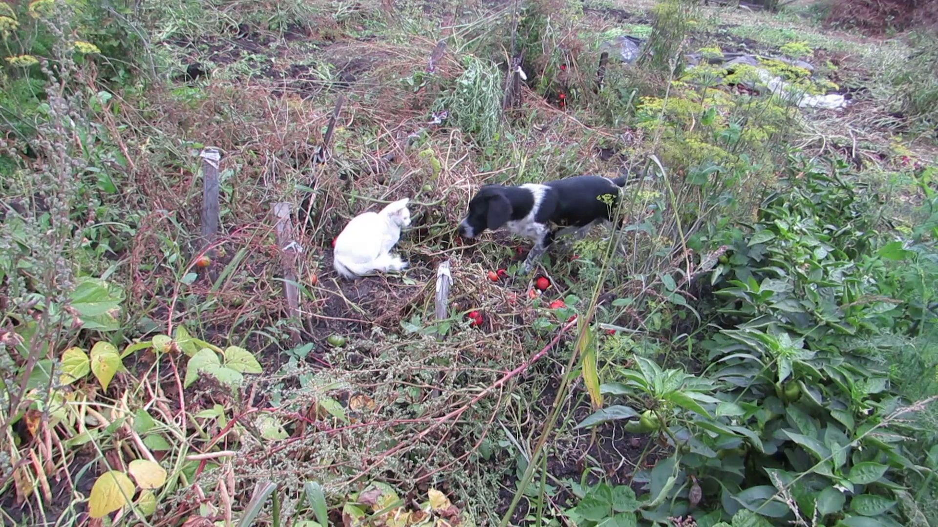 Бим и Киса смотреть онлайн