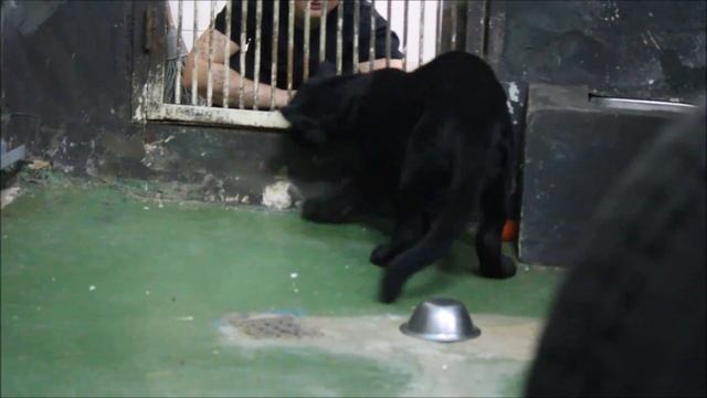 Ягуарчик Габриэль выспался, поиграл с кипером, но душ ему не понравился 13.11.2025 смотреть онлайн