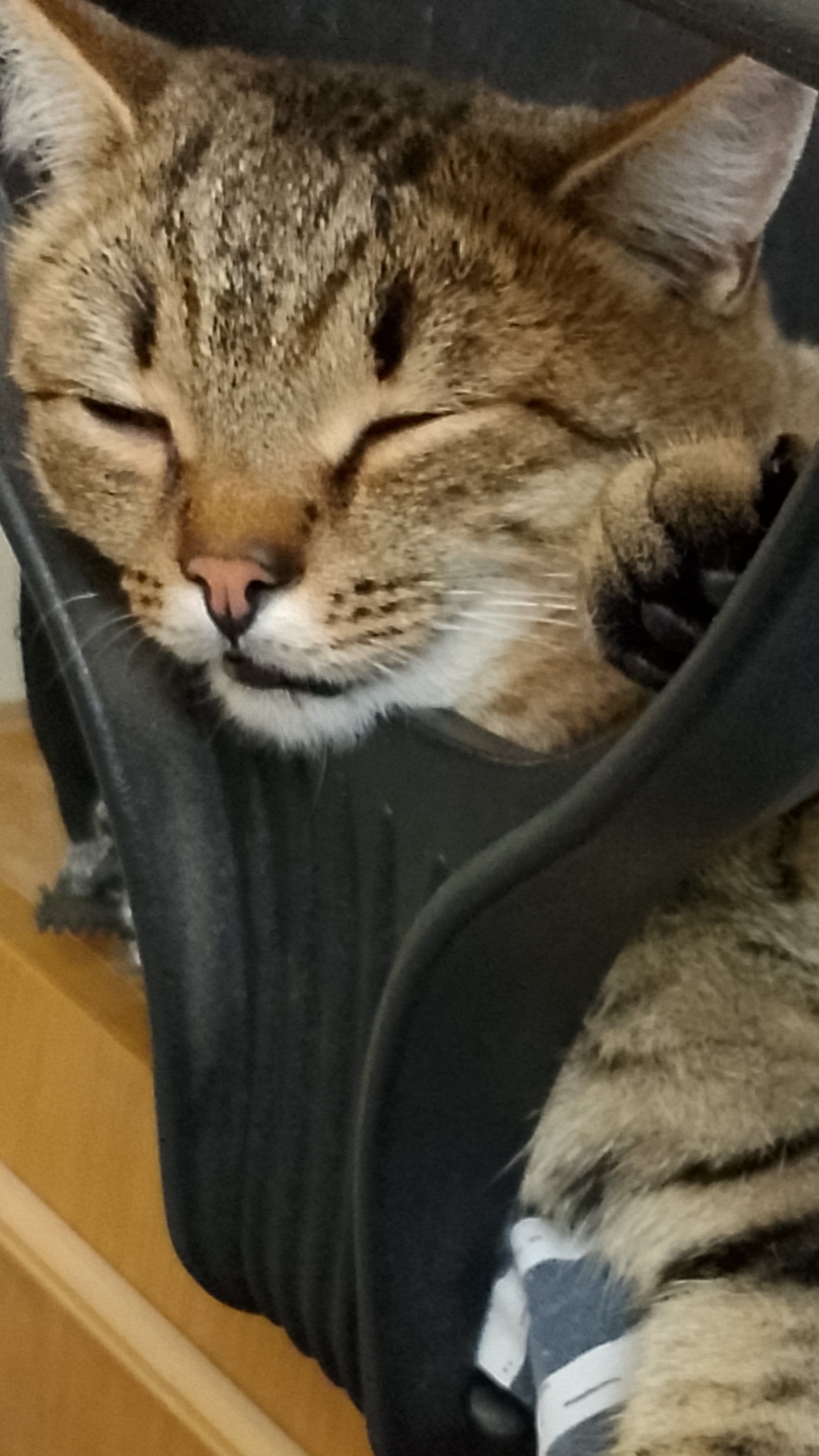 Забавные моменты! Максик позирует!😁😸 Смешные животные. смотреть онлайн