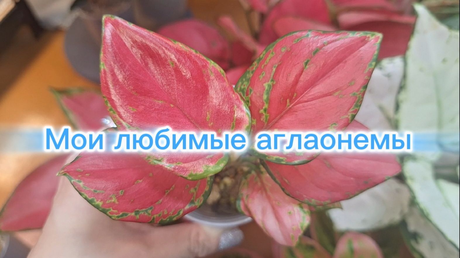 Мои любимые аглаонемы смотреть онлайн