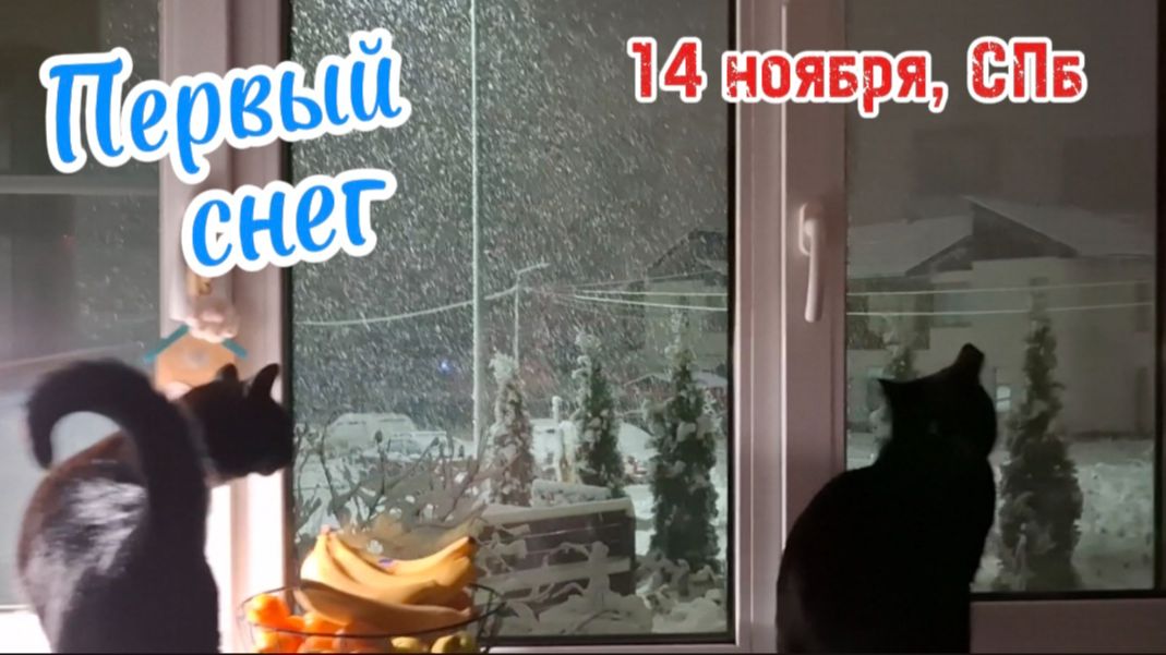 Первый снег в пригороде Санкт-Петербурга: прогулка с котами и создание снеговика. Ноябрь 2025