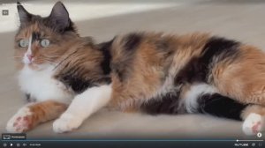 Сибирские кошки на 31-й выставке кошек PCA 15-16 ноября 2025г