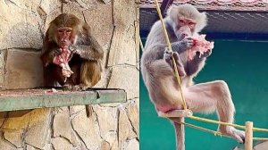 Красиво отдыхают - Лида и Люся вкусно едят! Злая кусачая МАКАКА вцепилась в соседку! Волки воют!