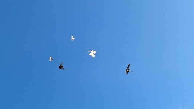 1000106455.mp4 Летные голуби. смотреть онлайн