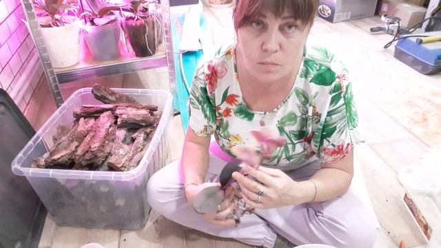 Дошли руки Пересадка Орхидей , Быстро просто без проблем смотреть онлайн