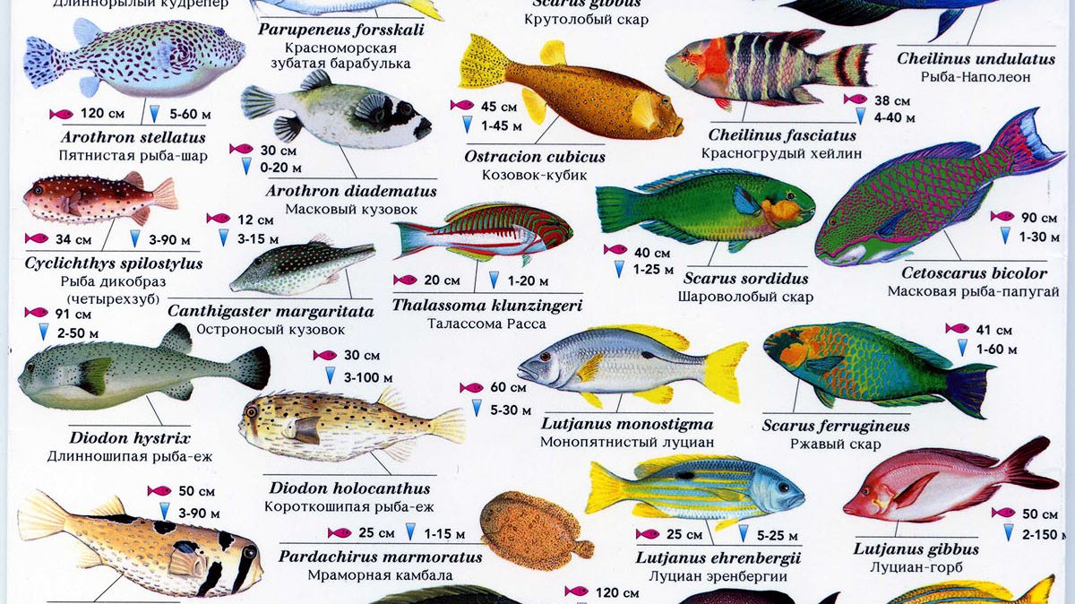 Удивительные малыши Красного моря. смотреть онлайн