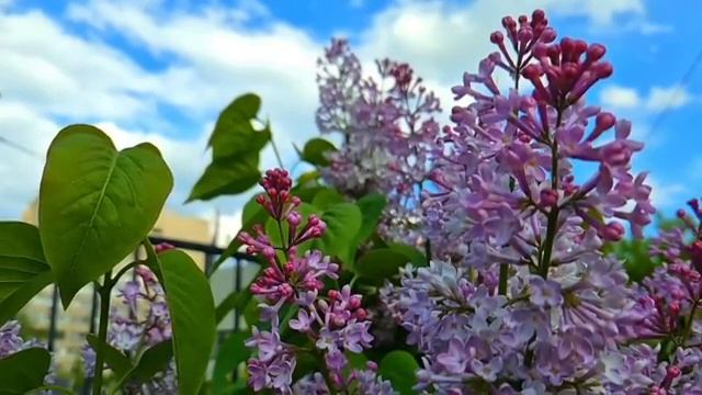 Жених собирал металлолом и сдавал его собирая на свадьбу... смотреть онлайн